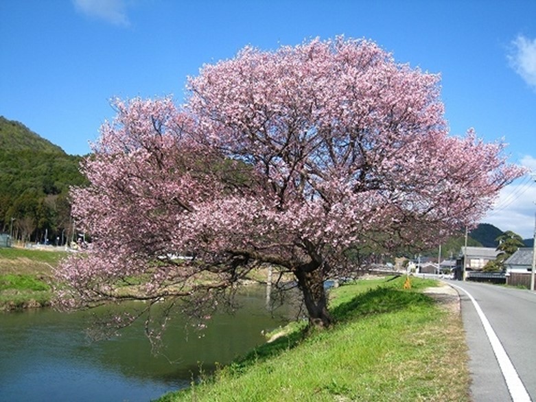 桜満開